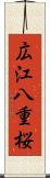 広江八重桜 Scroll