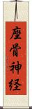 座骨神経 Scroll