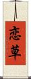 恋草 Scroll