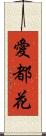 愛都花 Scroll