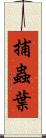 捕蟲葉 Scroll