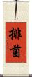 排菌 Scroll