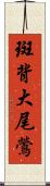 斑背大尾鶯 Scroll