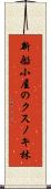 新船小屋のクスノキ林 Scroll