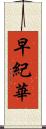 早紀華 Scroll