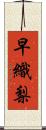 早織梨 Scroll