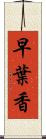 早葉香 Scroll
