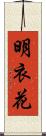 明衣花 Scroll