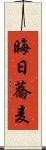 晦日蕎麦 Scroll