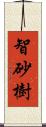 智砂樹 Scroll