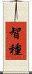智種 Scroll