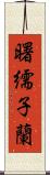 曙繻子蘭 Scroll