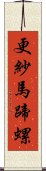 更紗馬蹄螺 Scroll