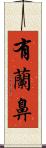有蘭鼻 Scroll