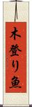 木登り魚 Scroll