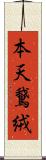本天鵞絨 Scroll