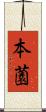 本薗 Scroll