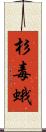 杉毒蛾 Scroll