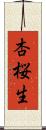 杏桜生 Scroll