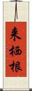 来栖根 Scroll