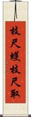 枝尺蠖 Scroll