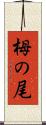 栂の尾 Scroll