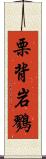 栗背岩鷚 Scroll
