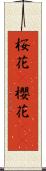 桜花(P);櫻花(sK) Scroll