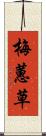 梅蕙草 Scroll
