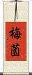 梅薗 Scroll