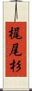 梶尾杉 Scroll