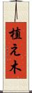 植え木 Scroll