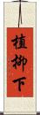 植柳下 Scroll