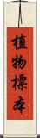植物標本 Scroll