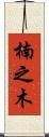 楠之木 Scroll