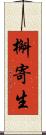 槲寄生 Scroll