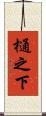樋之下 Scroll