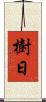 樹日 Scroll