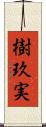 樹玖実 Scroll