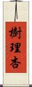 樹理杏 Scroll