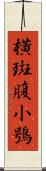 橫斑腹小鴞 Scroll