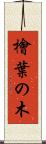 檜葉の木 Scroll