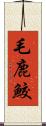 毛鹿鮫 Scroll