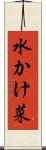 水かけ菜 Scroll