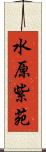 水原紫苑 Scroll