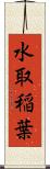 水取稲葉 Scroll