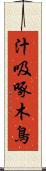 汁吸啄木鳥 Scroll
