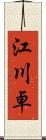 江川卓 Scroll