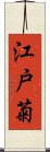 江戸菊 Scroll