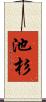 池杉 Scroll